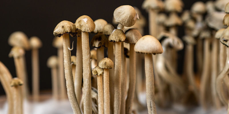 Utnyttja kraften hos Panaeolus cyanescens Utnyttja kraften hos Panaeolus cyanescens