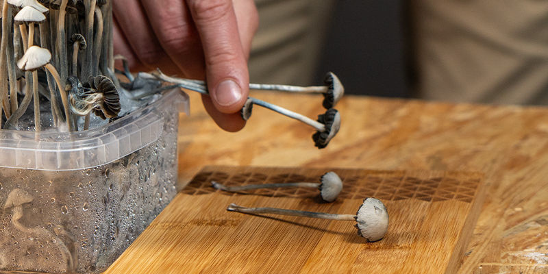 Hur du doserar Panaeolus cyanescens Hur du doserar Panaeolus cyanescens