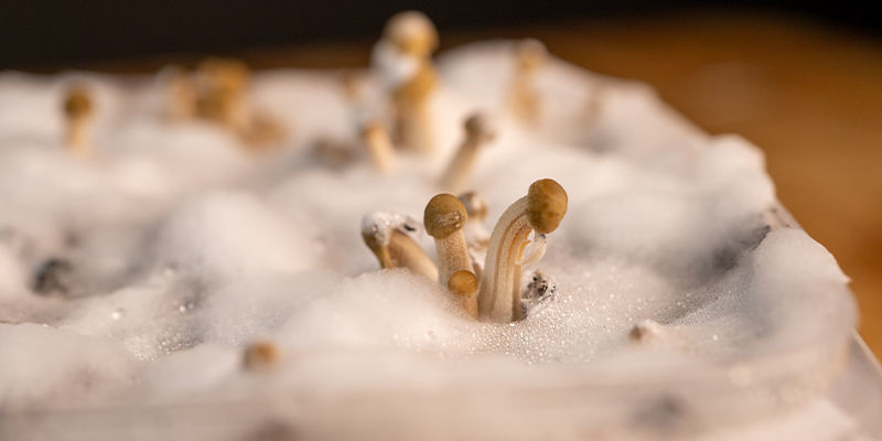Hur man odlar Panaeolus cyanescens Hur man odlar Panaeolus cyanescens