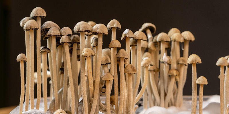 Vad är Panaeolus cyanescens? Vad är Panaeolus cyanescens?