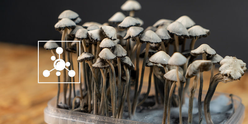 Vilka ämnen finns i Panaeolus cyanescens? Vilka ämnen finns i Panaeolus cyanescens?