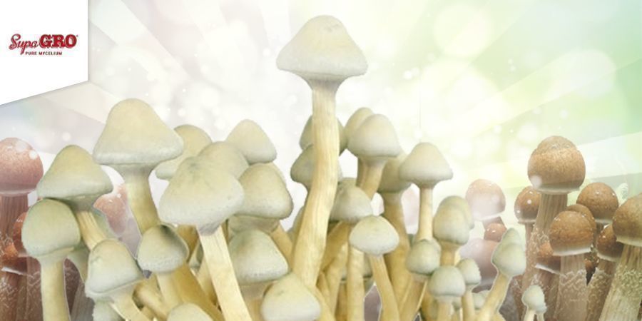 Så odlar du 100% Mycelium Supa Gro-kit Så odlar du 100% Mycelium Supa Gro-kit