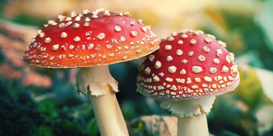 Vad är Amanita muscaria? Vad är Amanita muscaria?