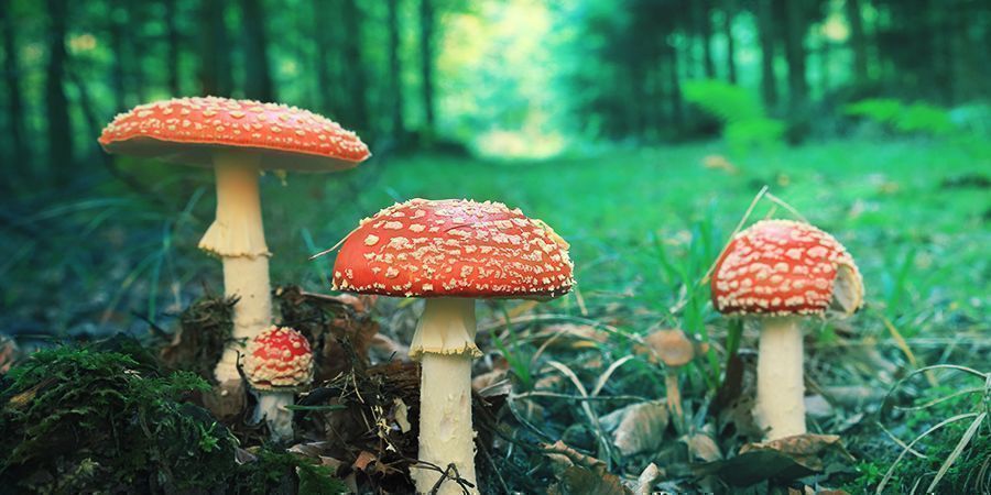 Amanita Muscaria: Utseende Amanita Muscaria: Utseende