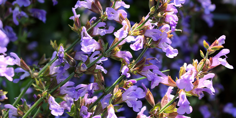 Lär dig mer om Salvia divinorum Lär dig mer om Salvia divinorum