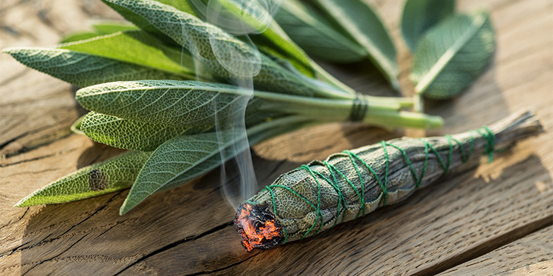 Salvia divinorum metoder för användning och dosering Salvia divinorum metoder för användning och dosering