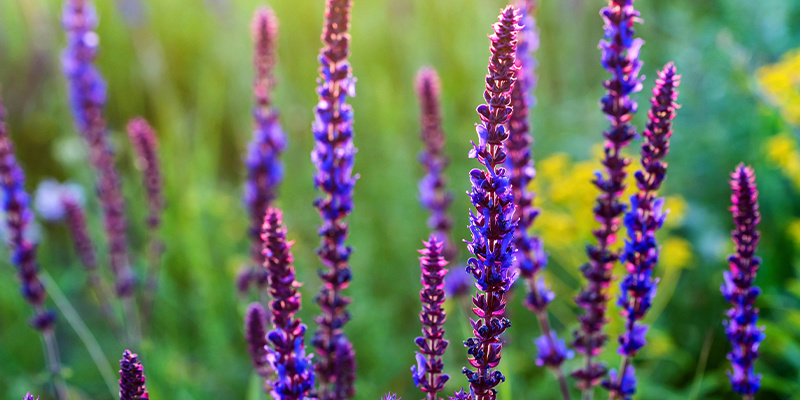Vad är Salvia divinorum? Vad är Salvia divinorum?
