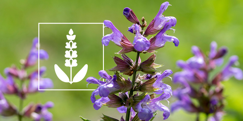 Salvia divinorum: Allt du behöver veta Salvia divinorum: Allt du behöver veta