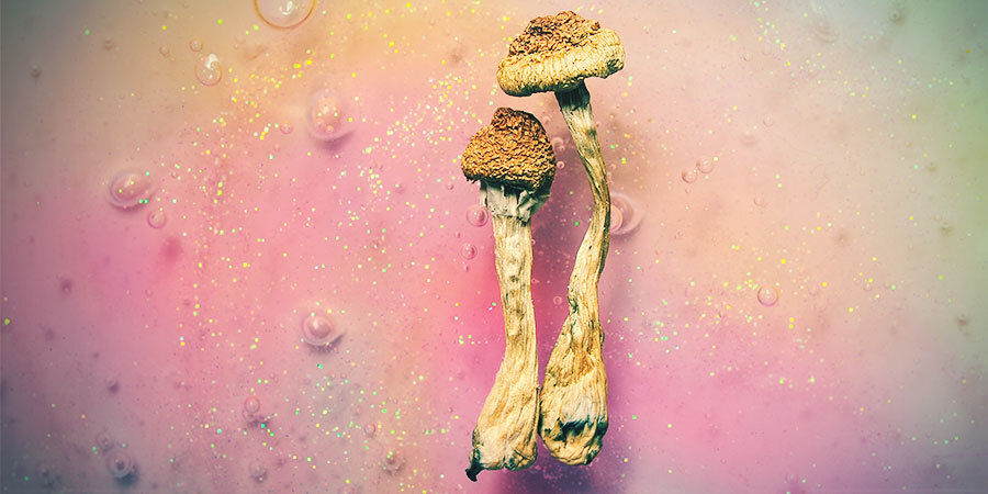Vad är magiska svampar? What Are Magic Mushrooms?