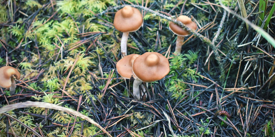 Vilka magiska svampar är starkast? Vilka magiska svampar är starkast?