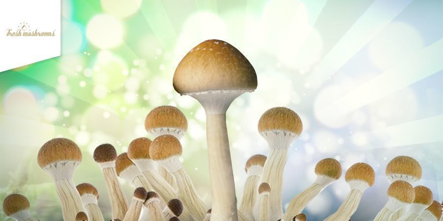 Så odlar du Fresh Mushrooms-kit Så odlar du Fresh Mushrooms-kit