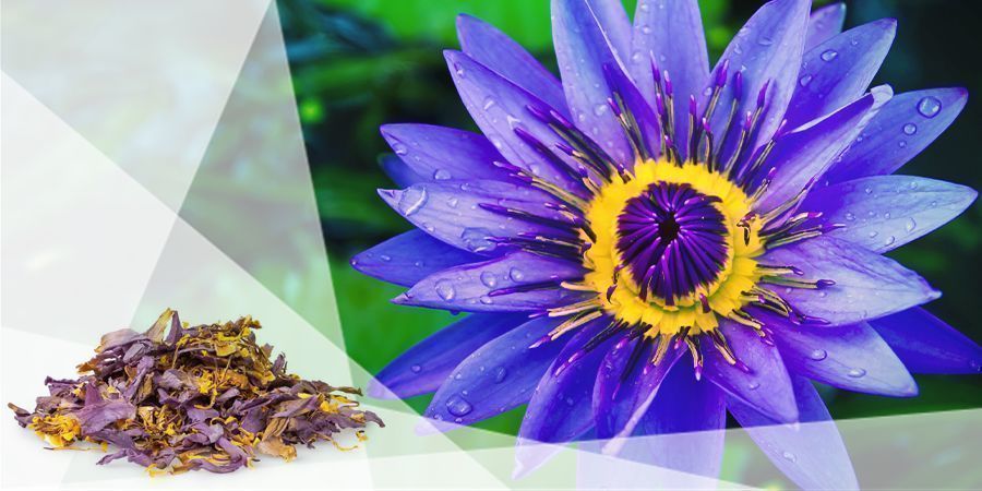 Blå lotus