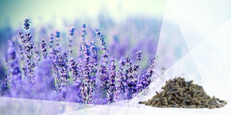 Lavender