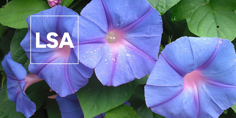 LSA: Allt du behöver veta LSA: Everything you need to know