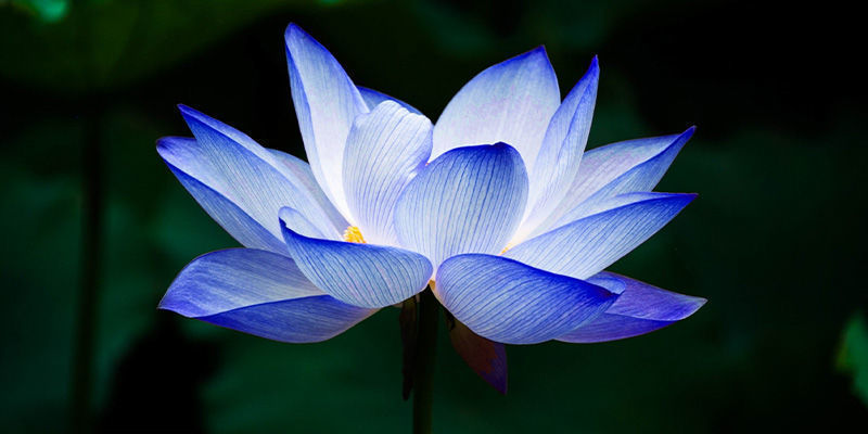Blå lotus Blå lotus