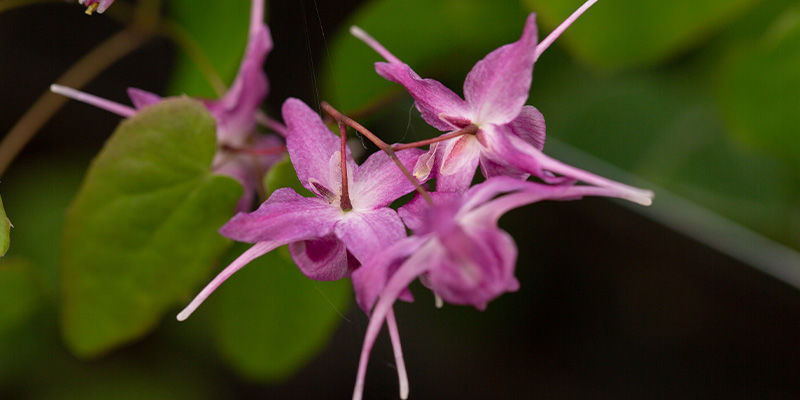 Horny Goat Weed Horny Goat Weed