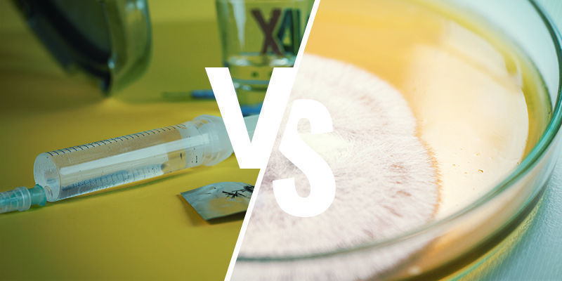 Sporspruta jämfört med sportryck i agar Magic Mushroom Spore Syringe Versus Spore Prints in Agar