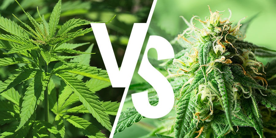 Indica vs sativa-debatten: spelar det fortfarande någon roll? Indica vs sativa-debatten: spelar det fortfarande någon roll?