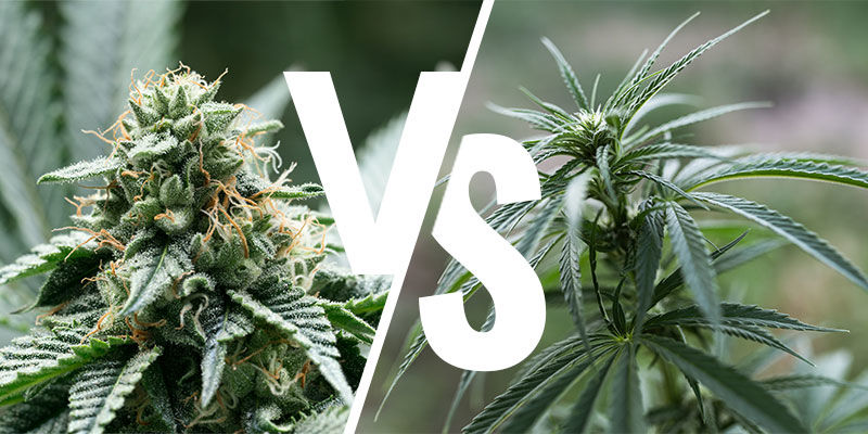 Ger Indica- och sativaplantor olika effekter? Ger Indica- och sativaplantor olika effekter?