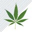 Hur l&auml;nge stannar cannabinoider kvar i kroppen?