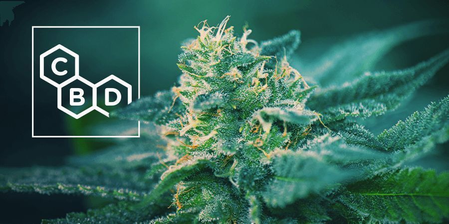 CBD-rika cannabissorter