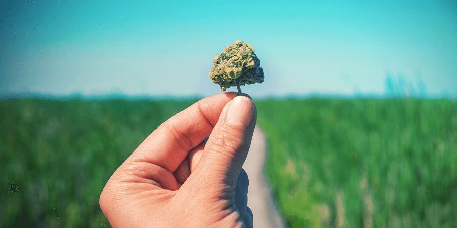Vad räknas som en sort med högt CBD-innehåll?
