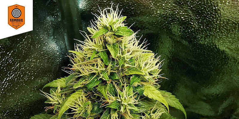 Swiss Dream Rosé Auto CBD Swiss Dream Rosé Auto CBD