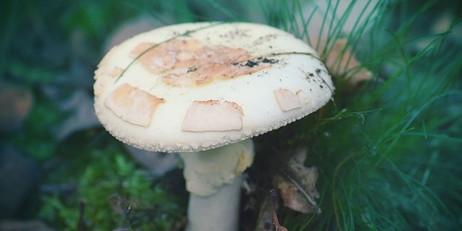 Europas förlorade eller raderade hedniska förflutna EUROPE’S LOST OR DELETED PAGAN PAST