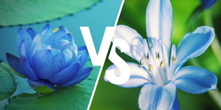 Närbesläktade växter Blå lotus och närbesläktade växter