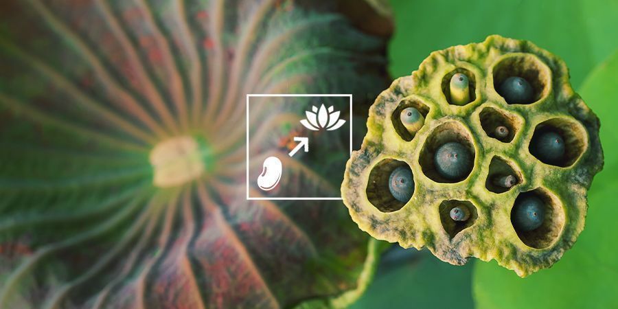 Så odlar du blå lotus Så odlar du blå lotus