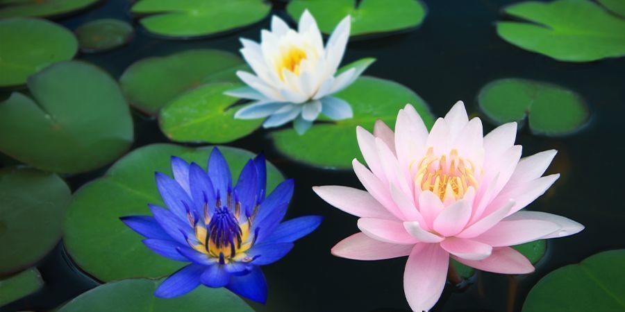 Andra medlemmar i lotusfamiljen Other Members Of The Lotus Family