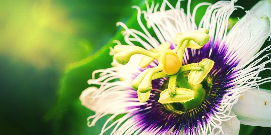 Hur odlar man passionsblomma? HUR ODLAR MAN PASSIONSBLOMMA?