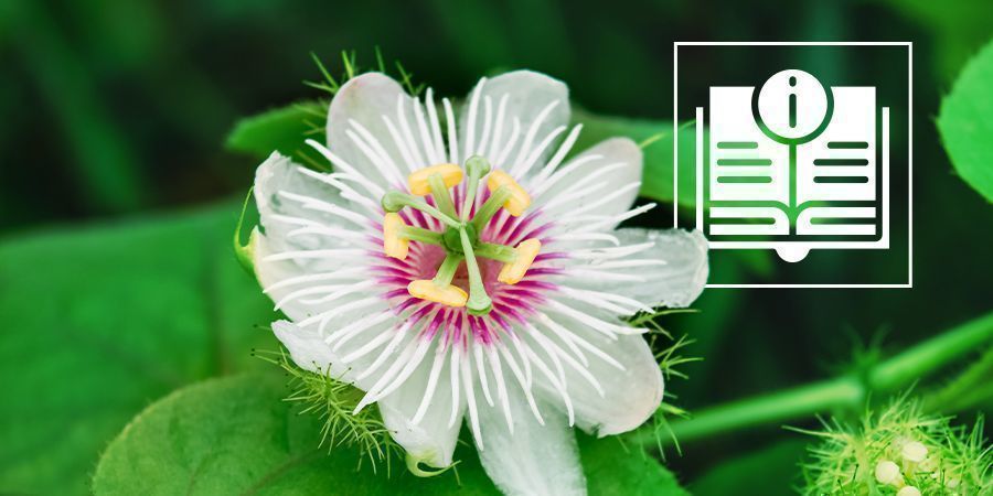 Passionsblomma: allt du behöver veta Passionsblomma: allt du behöver veta