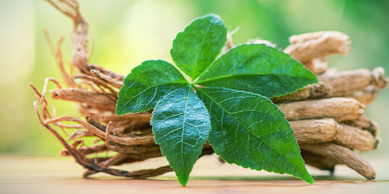 Lär känna ginseng Lär känna ginseng
