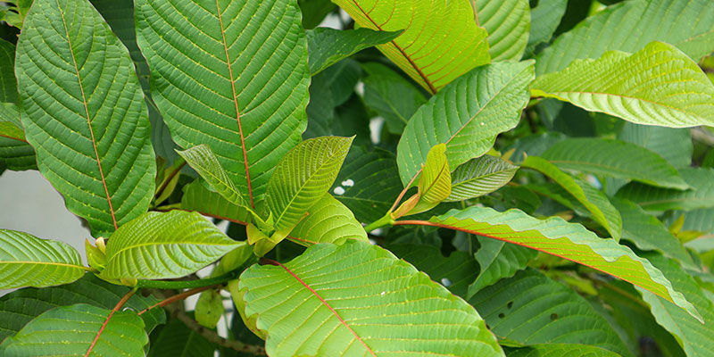 Kratom Thai Kratom Thai