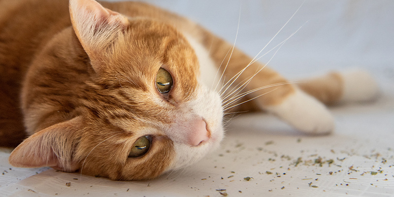Är kattmynta en drog? Blir katter höga av kattmynta? Är kattmynta en drog? Blir katter höga av kattmynta?