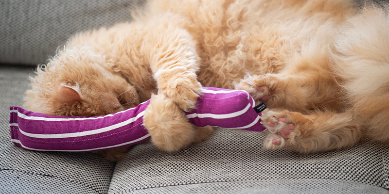 Kattleksaker med kattmynta Catnip toys