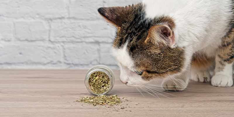 Olika former av kattmynta Different forms of catnip