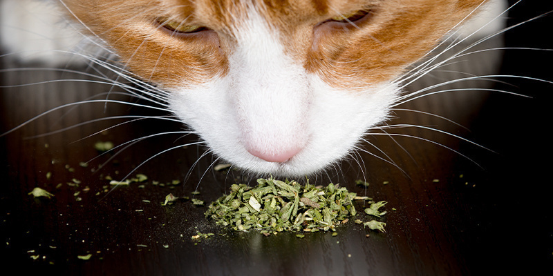 Hur ger man katter kattmynta? Hur ger man katter kattmynta?