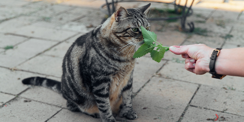 Är kattmynta säkert för katter? Is catnip safe for cats?