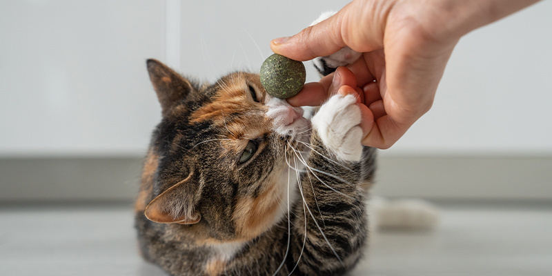 Vilka är fördelarna med kattmynta? Vilka är fördelarna med kattmynta?