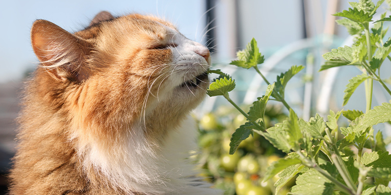 Vad är kattmynta? What is catnip?