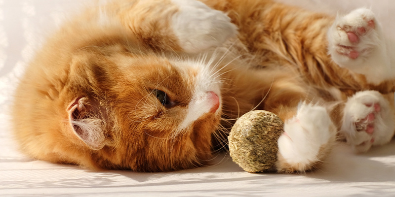 Varför gillar katter kattmynta? Varför gillar katter kattmynta?