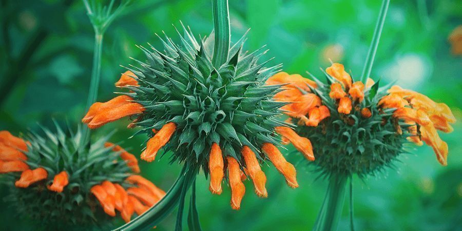 Leonotis Leonurus botanik Leonotis Leonurus botanik