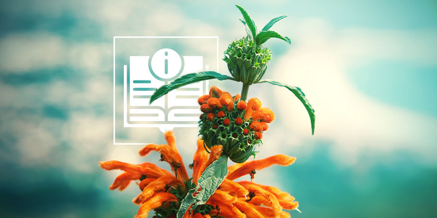 Leonotis leonurus: allt du behöver veta Leonotis leonurus: allt du behöver veta