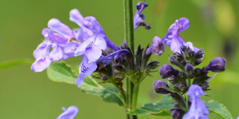 Skullcap: Allt du beh&ouml;ver veta