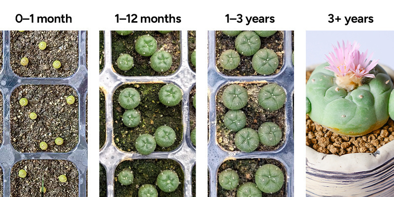Översikt över peyotens tillväxtstadier Peyote growth stages overview