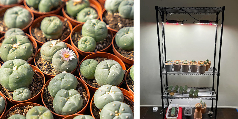 Långsiktig skötsel av peyote (efter det första året) Långsiktig skötsel av peyote (efter det första året)