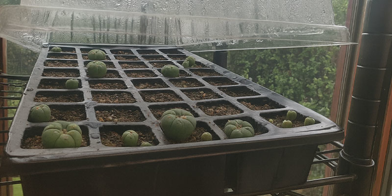 Sk&ouml;tsel av peyoteplantor (f&ouml;rsta &aring;ret)