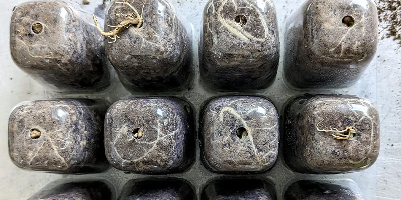 Hur du gror peyote frön How to germinate peyote seeds